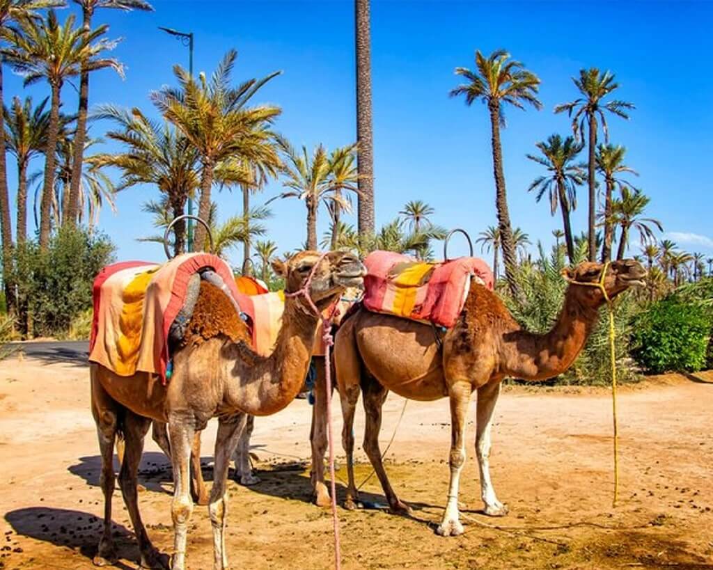 Private Half Day Camel Ride in Marrakech Palmeraie