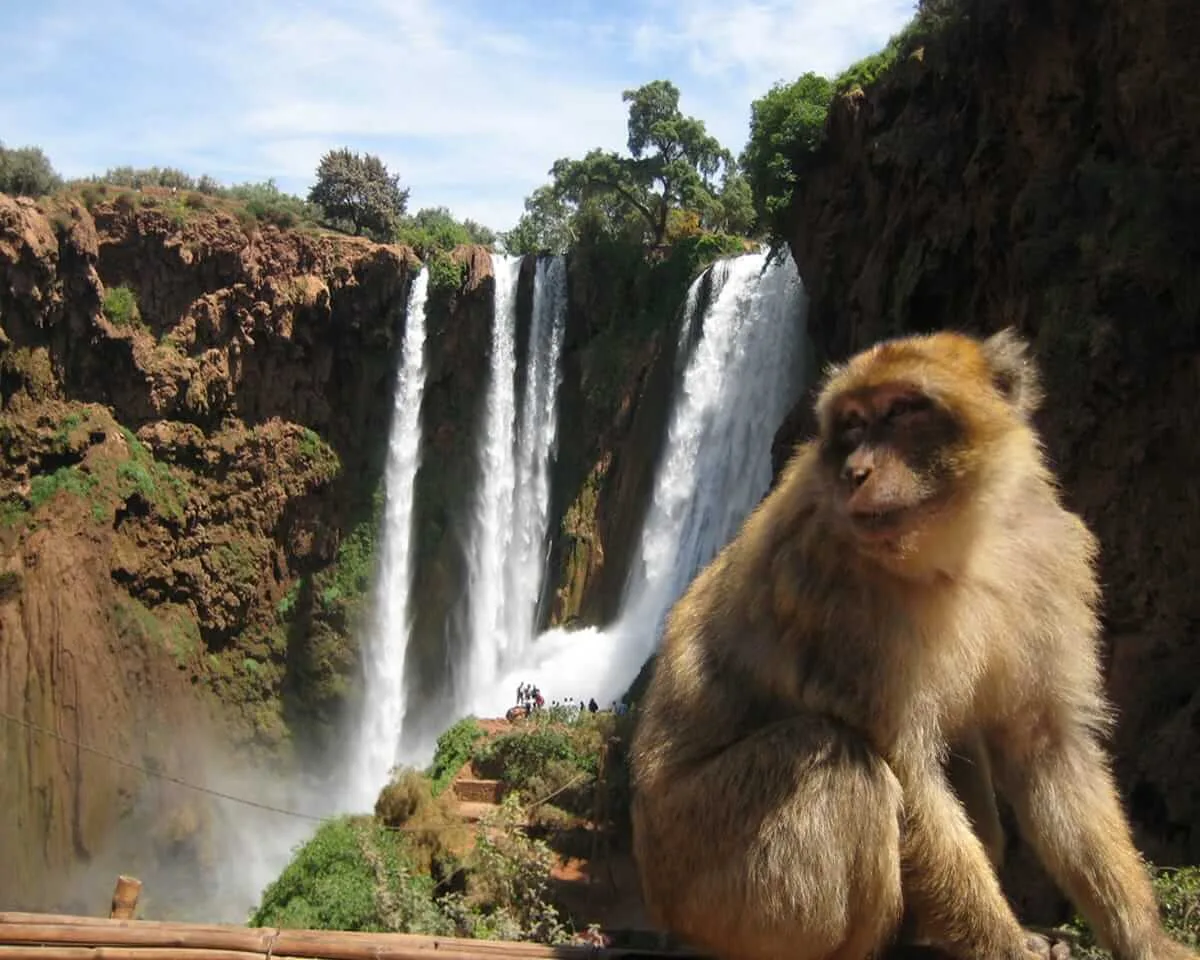 Ouzoud Waterfalls Day Trip from Marrakech