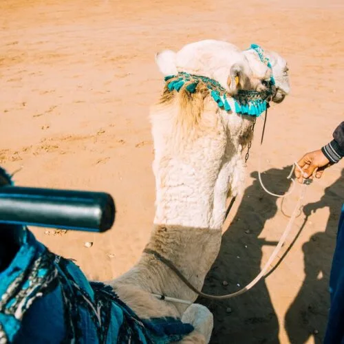 Camel Rides in Marrakech