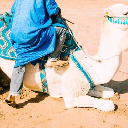 Camel Rides in Marrakech